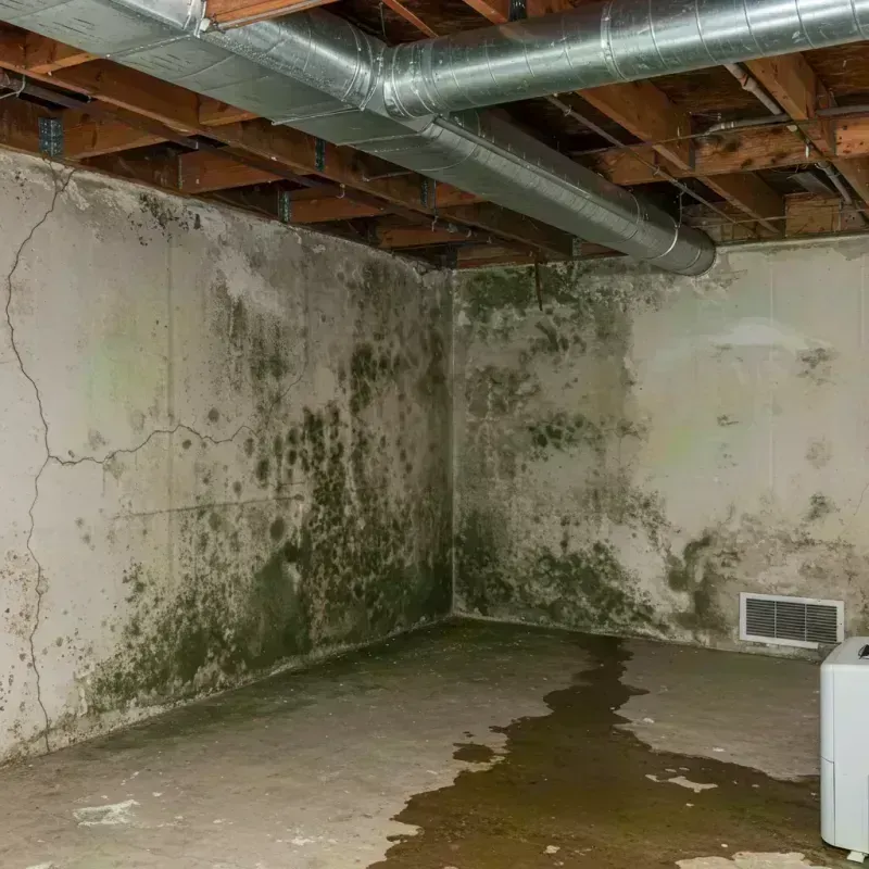 Professional Mold Removal in North Lewisburg, OH